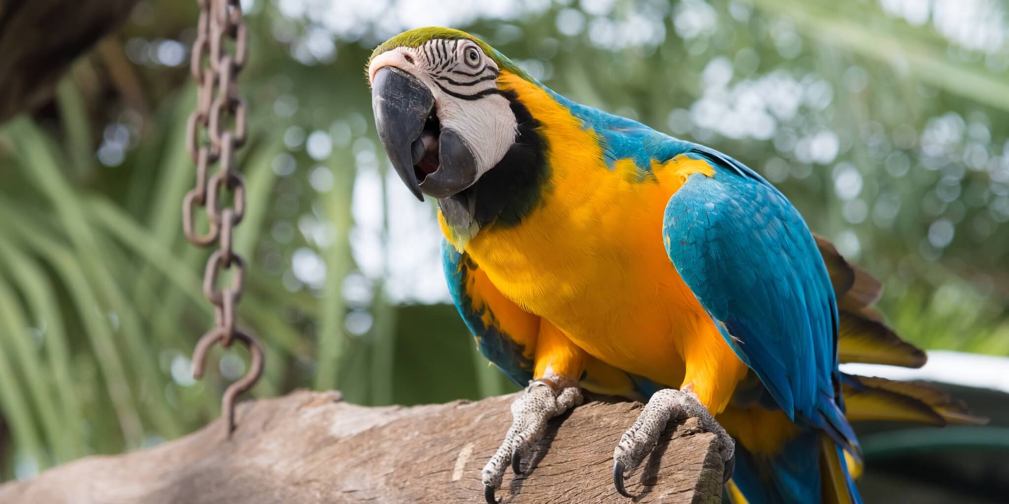 AI tools are excellent parrots